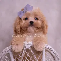 Icy, a male Cavapoo for sale in Warsaw, IN – Photo 6 of 6