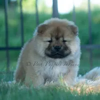 Meesha, a female Chow Chow for sale in Warsaw, IN – 10 of 10