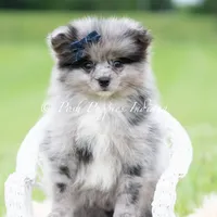 Draco, a male Pomeranian for sale in Warsaw, IN – 4 of 6