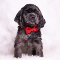 Disco AKC, a male Cocker Spaniel for sale in Warsaw, IN – Photo 3 of 7