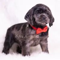 Disco AKC, a male Cocker Spaniel for sale in Warsaw, IN – Photo 7 of 7