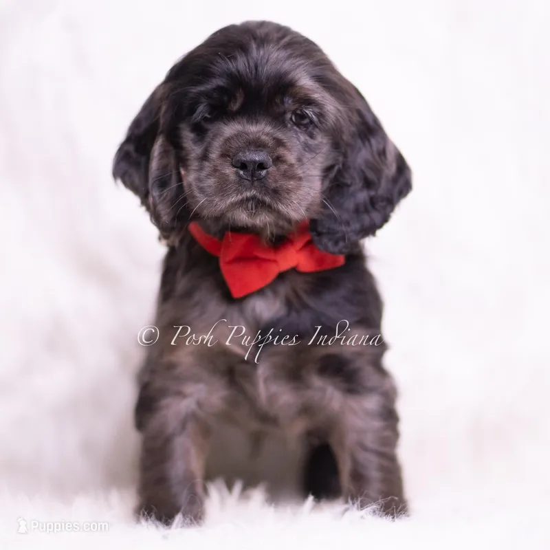 Disco AKC – Cocker Spaniel puppy for sale in Warsaw, IN