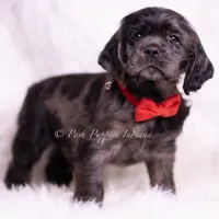 Disco AKC, a male Cocker Spaniel for sale in Warsaw, IN – Photo 6 of 7