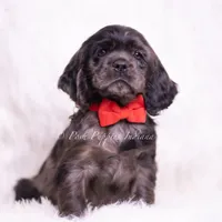 Disco AKC, a male Cocker Spaniel for sale in Warsaw, IN – Photo 2 of 7