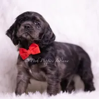 Disco AKC, a male Cocker Spaniel for sale in Warsaw, IN – Photo 5 of 7