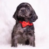 Disco AKC, a male Cocker Spaniel for sale in Warsaw, IN – Photo 4 of 7