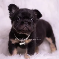 Pixel AKC, a male French Bulldog for sale in Warsaw, IN – Photo 5 of 5