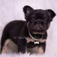 Pixel AKC, a male French Bulldog for sale in Warsaw, IN – Photo 3 of 5