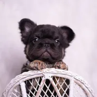 Pixel AKC, a male French Bulldog for sale in Warsaw, IN – Photo 2 of 5