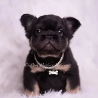 Pixel AKC, a male French Bulldog for sale in Warsaw, IN – Photo 4 of 5