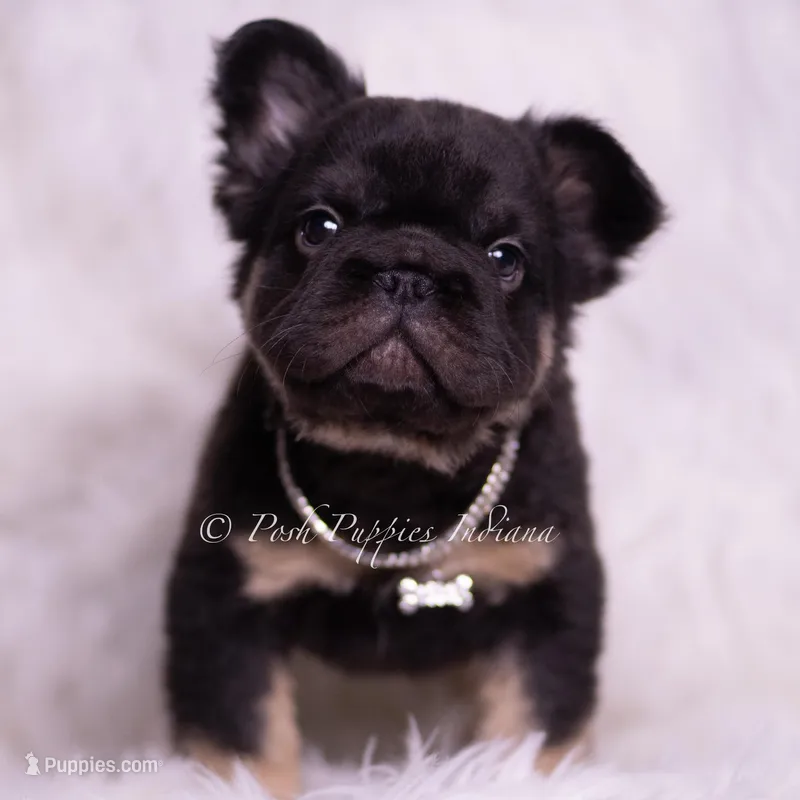 Pixel AKC – French Bulldog puppy for sale in Warsaw, IN
