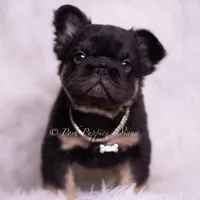 Pixel AKC, a male French Bulldog for sale in Warsaw, IN – Photo 1 of 5