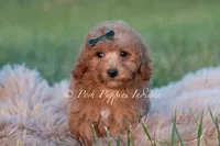 Churro, a male Maltipoo for sale in Warsaw, IN – 3 of 6