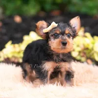 Quibbi, a male Yorkshire Terrier for sale in Warsaw, IN – 3 of 6