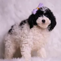 rissa, a female Miniature Goldendoodle for sale in Warsaw, IN – 1 of 4