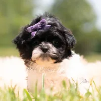 ZOA , a female Shih Tzu for sale in Warsaw, IN – 3 of 5