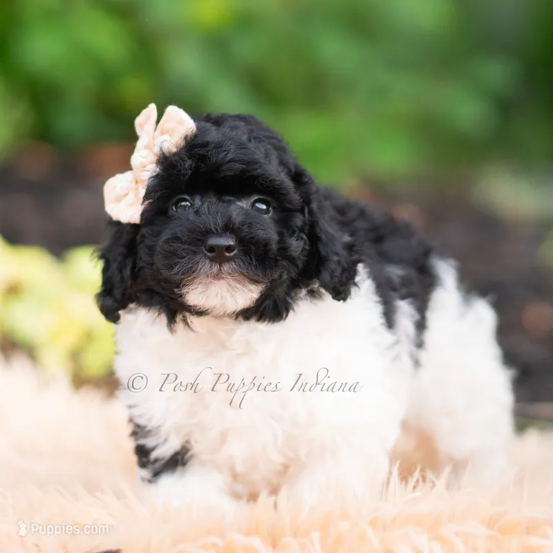 Poa – Miniature Goldendoodle puppy for sale in Warsaw, IN