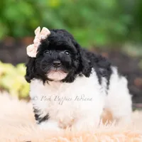 Poa, a male Miniature Goldendoodle for sale in Warsaw, IN – 1 of 8