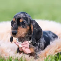 Daisy AKC, a female Miniature Dachshund for sale in Warsaw, IN – 5 of 5