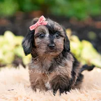 Esmeralda, a female Yorkshire Terrier and Poodle - Toy  for sale in Warsaw, IN – 3 of 7