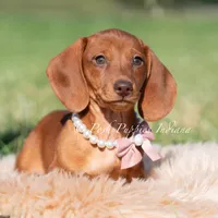 Moxie AKC, a female Miniature Dachshund for sale in Warsaw, IN – 2 of 3