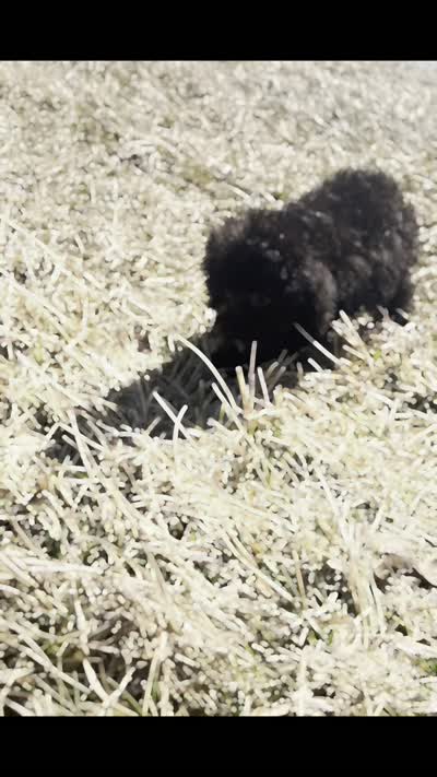 Dee dee AKC, a female Poodle - Toy  for sale in Warsaw, IN – 9 of 9