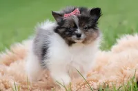 Fugi AKC, a female Pomeranian for sale in Warsaw, IN – 5 of 6