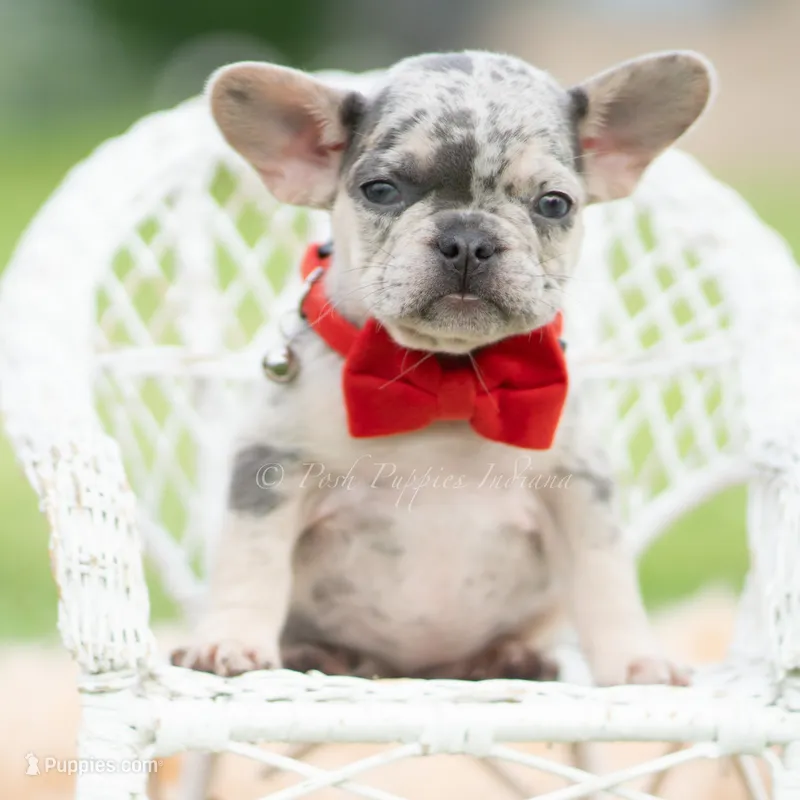 Dumbo AKC – French Bulldog puppy for sale in Warsaw, IN