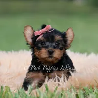 Maple, a female Yorkshire Terrier for sale in Warsaw, IN – 6 of 8