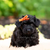 Gus Gus, a male Yorkshire Terrier and Poodle - Toy  for sale in Warsaw, IN – 6 of 6