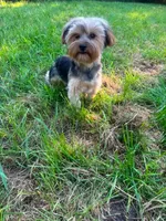 Buttons, a male Yorkshire Terrier for sale in Warsaw, IN – 7 of 8