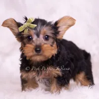 Skittles, a male Yorkshire Terrier for sale in Warsaw, IN – 6 of 6