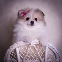 Stacie, a female Pomeranian for sale in Warsaw, IN – Photo 8 of 9