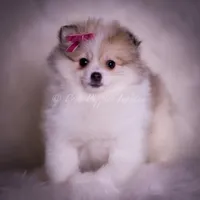 Stacie, a female Pomeranian for sale in Warsaw, IN – Photo 1 of 9