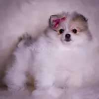 Stacie, a female Pomeranian for sale in Warsaw, IN – Photo 4 of 9