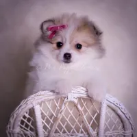 Stacie, a female Pomeranian for sale in Warsaw, IN – Photo 9 of 9