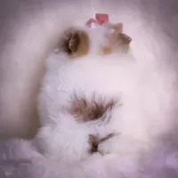 Cammie, a female Pomeranian for sale in Warsaw, IN – Photo 7 of 7