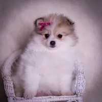 Stacie, a female Pomeranian for sale in Warsaw, IN – Photo 7 of 9