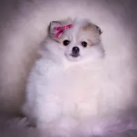 Stacie, a female Pomeranian for sale in Warsaw, IN – Photo 6 of 9