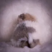 Stacie, a female Pomeranian for sale in Warsaw, IN – Photo 3 of 9