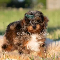 Charming AKC, a male Poodle - Toy  for sale in Warsaw, IN – 4 of 5