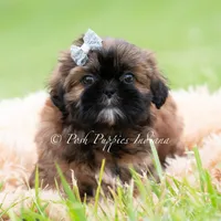 ACE Imperial AKC, a male Shih Tzu for sale in Warsaw, IN – 1 of 4