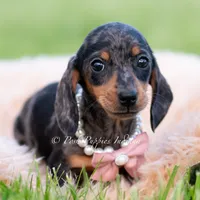 SADIE AKC, a female Miniature Dachshund for sale in Warsaw, IN – 5 of 7