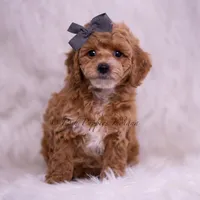 Milo, a male Poodle - Toy  for sale in Warsaw, IN – 2 of 5