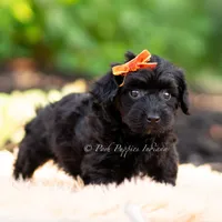 Gus Gus, a male Yorkshire Terrier and Poodle - Toy  for sale in Warsaw, IN – 5 of 6