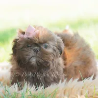 clementine, a female Shih Tzu for sale in Warsaw, IN – 5 of 6