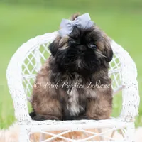 Alamo Imperial AKC, a male Shih Tzu for sale in Warsaw, IN – 3 of 4