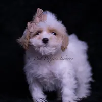 Juju, a male Maltipoo for sale in Warsaw, IN – 4 of 5