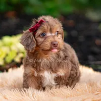Willy wonka, a male Yorkshire Terrier and Poodle - Toy  for sale in Warsaw, IN – 3 of 8