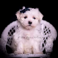 tatertot, a male Maltese for sale in Warsaw, IN – 4 of 10